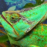 Chameleónovité: The Fascinating World of Chameleons (Chamaeleonidae)