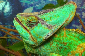 Chameleónovité: The Fascinating World of Chameleons (Chamaeleonidae)
