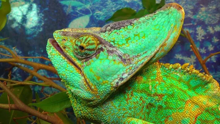 Chameleónovité: The Fascinating World of Chameleons (Chamaeleonidae)