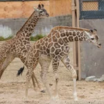 Giraffe Calf Euthanized Seneca Park Zoo