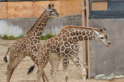 Giraffe Calf Euthanized Seneca Park Zoo