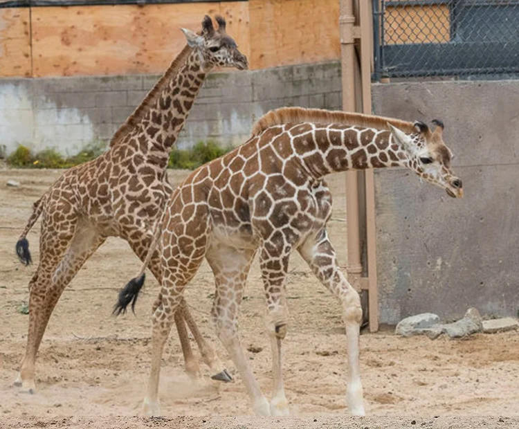 Giraffe Calf Euthanized Seneca Park Zoo