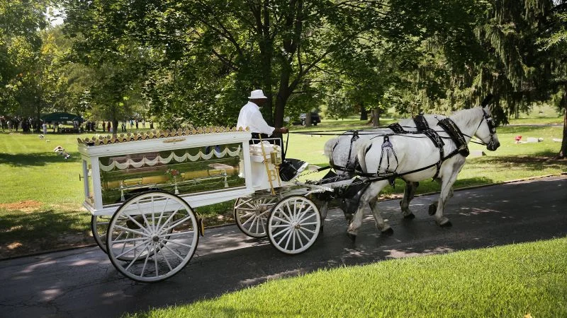 White Horses with Horse to Carry Casket in Albany Ny